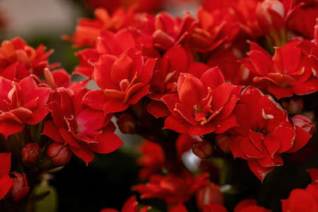 Flaming Katy of the species Kalanchoe blossfeldianaの写真素材
