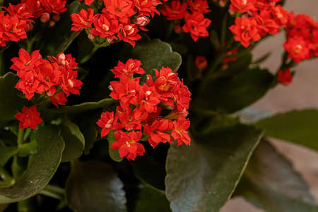 Flaming Katy of the species Kalanchoe blossfeldianaの写真素材