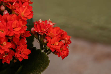 Flaming Katy of the species Kalanchoe blossfeldianaの写真素材