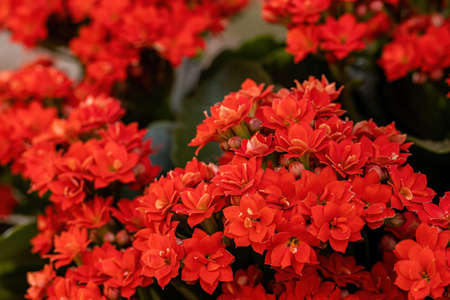Flaming Katy of the species Kalanchoe blossfeldianaの写真素材