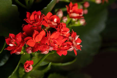 Flaming Katy of the species Kalanchoe blossfeldianaの写真素材