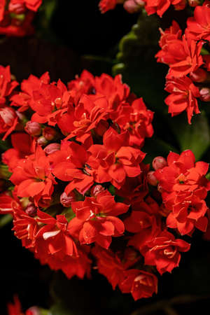 Flaming Katy of the species Kalanchoe blossfeldianaの写真素材