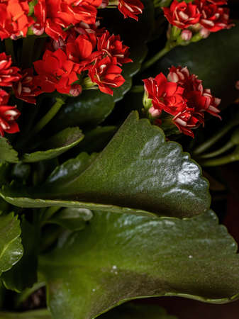 Flaming Katy of the species Kalanchoe blossfeldianaの写真素材