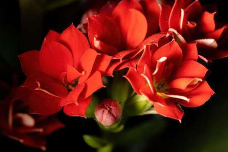Flaming Katy of the species Kalanchoe blossfeldianaの写真素材