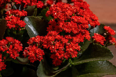 Flaming Katy of the species Kalanchoe blossfeldianaの写真素材