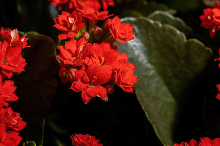 Flaming Katy of the species Kalanchoe blossfeldianaの写真素材