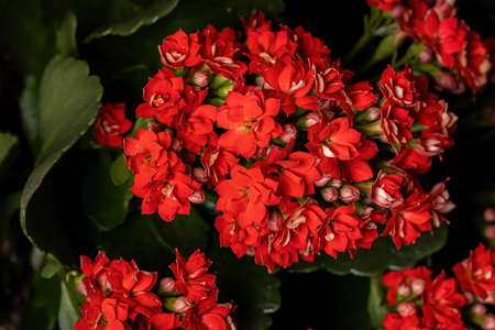 Flaming Katy of the species Kalanchoe blossfeldianaの写真素材