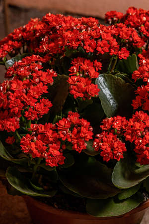 Flaming Katy of the species Kalanchoe blossfeldianaの写真素材