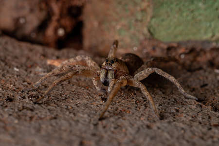 Wolf Spider of the Family Lycosidaeの写真素材