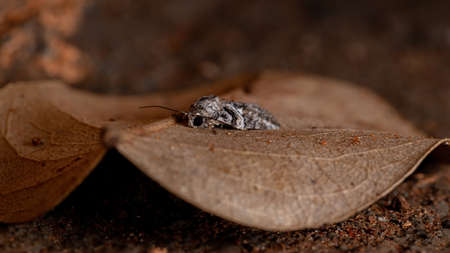 Tufted Moth of the Genus Garellaの写真素材