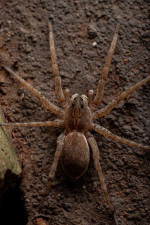 Wolf Spider of the Family Lycosidaeの写真素材