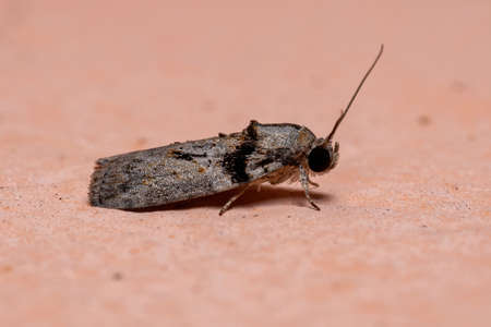 Tufted Moth of the Genus Garellaの写真素材