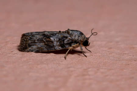 Tufted Moth of the Genus Garella