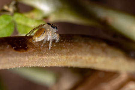 Jumping spider of the genus Colonusの写真素材