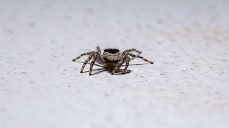 Gray Wall Jumping Spider of the species Menemerus bivittatusの写真素材