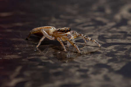 Jumping Spider of the Genus Psecas