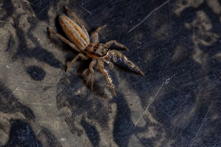 Jumping Spider of the Genus Psecas
