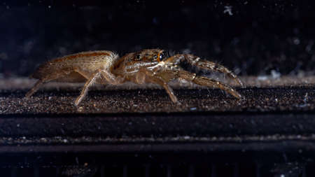 Jumping Spider of the Genus Psecasの写真素材