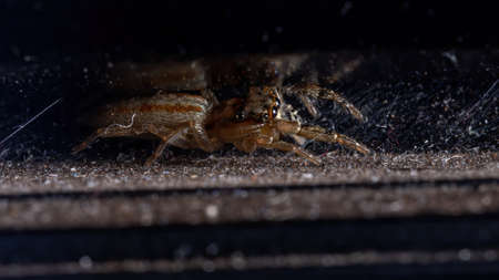 Jumping Spider of the Genus Psecasの写真素材