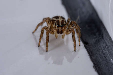 Pantropical Jumping Spider of the species Plexippus paykulliの写真素材