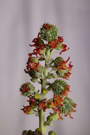 Brazilian Mamona of the species Ricinus communis
