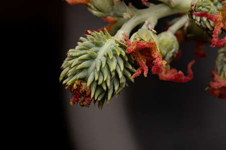 Brazilian Mamona of the species Ricinus communisの写真素材