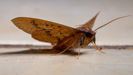 Brazilian yellow Moth of the Order Lepidopteraの写真素材