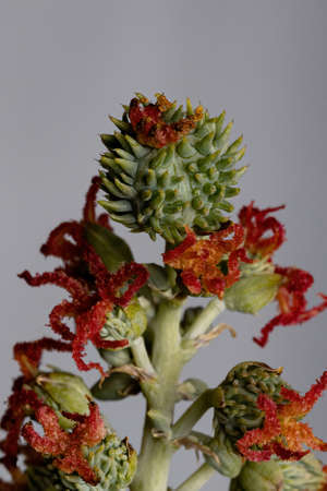 Brazilian Mamona of the species Ricinus communisの写真素材