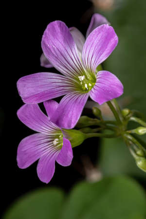 Largeflower Pink-Sorrel of the genus Oxalisの写真素材