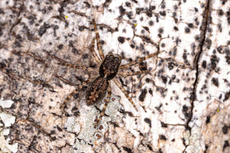 Jumping Spider of the Subfamily Salticinae