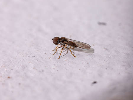 Big-headed Fly of the Family Pipunculidae