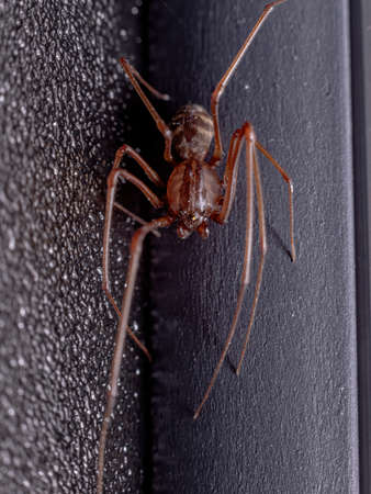 Spitting Spider of the Genus Scytodesの写真素材