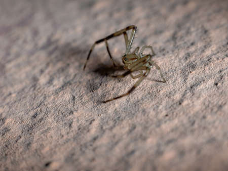 Lynx spider of the Genus Oxyopesの写真素材