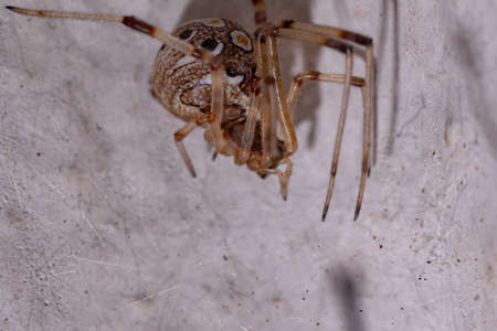 Brown Widow of the species Latrodectus geometricusの写真素材