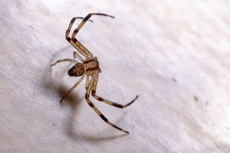 Lynx spider of the Genus Oxyopesの写真素材