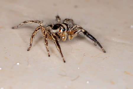 Pantropical Jumping Spider of the species Plexippus paykulliの写真素材
