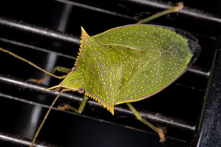 Stink Bug of the genus Loxaの写真素材
