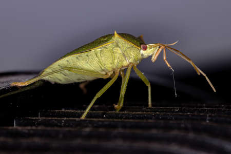 Stink Bug of the genus Loxa