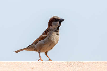 House Sparrow of the species Passer domesticusの写真素材