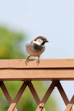 House Sparrow of the species Passer domesticusの写真素材