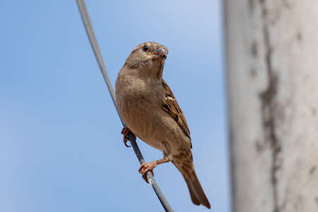 House Sparrow of the species Passer domesticusの写真素材