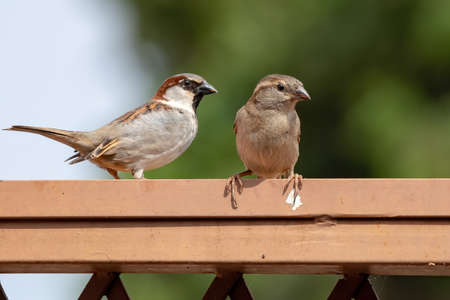 House Sparrow of the species Passer domesticusの写真素材