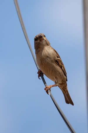 House Sparrow of the species Passer domesticusの写真素材