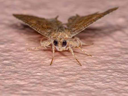 Underwing moth of the species Eulepidotis caeruleilineaの写真素材