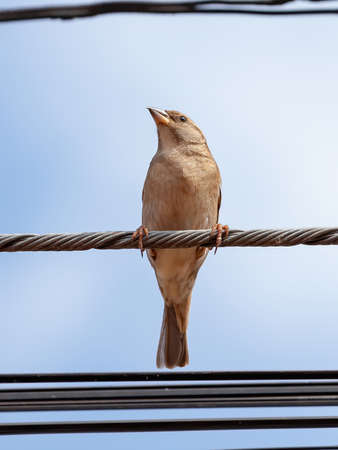 House Sparrow of the species Passer domesticusの写真素材