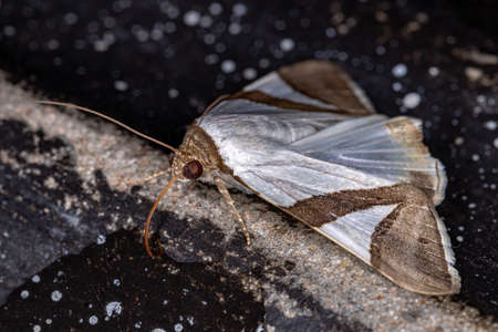 Underwing moth of the species Eulepidotis dominicataの写真素材