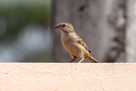 House Sparrow of the species Passer domesticusの写真素材