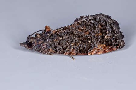 Olethreutine Leafroller Moth of the species Gymnandrosoma aurantianumの写真素材
