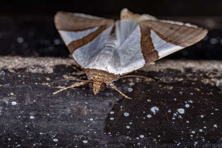 Underwing moth of the species Eulepidotis dominicataの写真素材