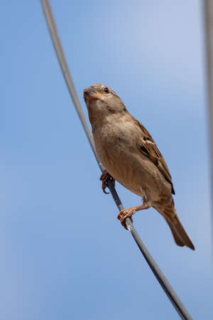 House Sparrow of the species Passer domesticusの写真素材
